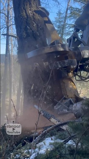 Large Tree falling! Loud crashing sounds! #sound #heavyequipment #machinery #work #forestry