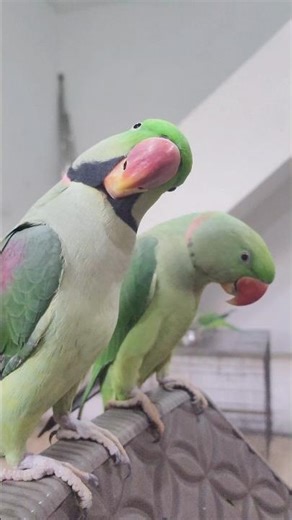 Parrot talking 🦜| Parrot sound#shorts #beauty #asmr #fypage #viralshorts