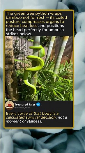Green Tree Python's Grip Explained