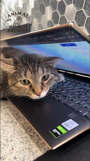"This Is Why Your Cat Sits on Your Laptop 🐱💻 (You’ll Be Surprised!)"