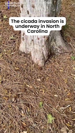 They're in North Carolina. The cicada invasion has started. #cicadas | KFVS-TV
