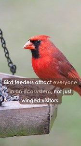 15 reactions | Did you know that bird feeders and other feed stations are not just a food source for birds? They also attract both small and large mammals, leading to negative encounters with wildlife. To learn about best practices for bird feeders to keep wildlife safe, head to StashYourTrash.ca. #StashYourTrash | The Fur-Bearers | Facebook