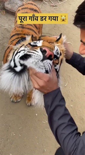 Fake Tiger Dog Prank 🐯🐶 | Log Darr Gaye 😂 #shorts #viral #prank