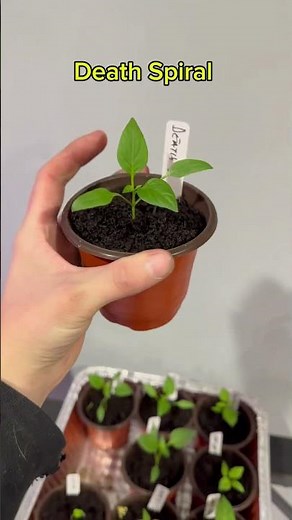 Superhot Pepper: Death Spiral