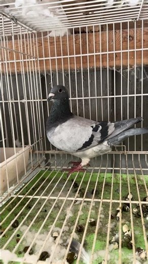 Beautiful kittle for stock #pigeon #racingpigeon #ACL