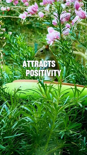 @highlight #goodmorning #goodvibes #mantra | JoJo Lopez Watery