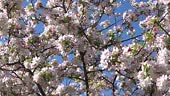 The Prunus 'Elvins' flowering plum tree bursts into full bloom during...