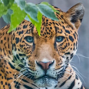 We are pleased to announce, along with the Zoological Society of Milwaukee, our new vision, mission, and strategic plan. “Our Zoo, Our Future,” will align our resources and activities around one goal: to build, cultivate and sustain thriving communities that bring people, wildlife and wild places together. And under our new mission - Inspire people to conserve wildlife and wild places - we will focus on three key commitments: 🩺 Care 🐧 Connect 🦏 Conserve Learn how our commitment to world class