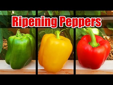 3 Ways To Ripen Peppers Faster - Garden Quickie Episode 15