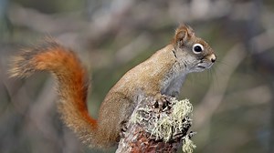 That feeling when your coworker insists on telling you about their weekend in detail. Despite having only one eye, this chatty red squirrel is thriving and isn't shy about constantly announcing its presence. 🎥 Courtney Celley/USFWS | U.S. Fish and Wildlife Service