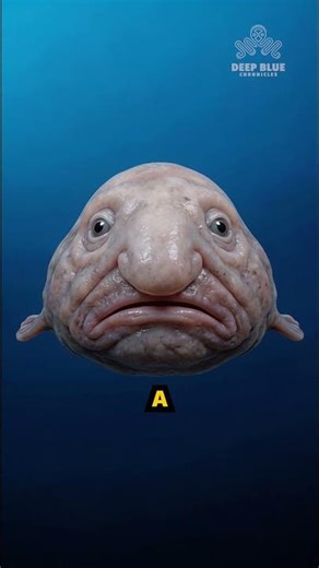 Why The Blobfish Looks So Wrong Up Here #shorts