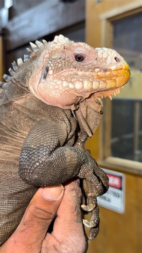 Mike Holston on Instagram: "Manicure pedicure day for some of the kids ! I usually don’t trim the nails much these days because they have enough rocks and wood 🪵 to have their own natural filing but I noticed 1 longer nail so I just went through and did a full trim ! Charged him 7$"