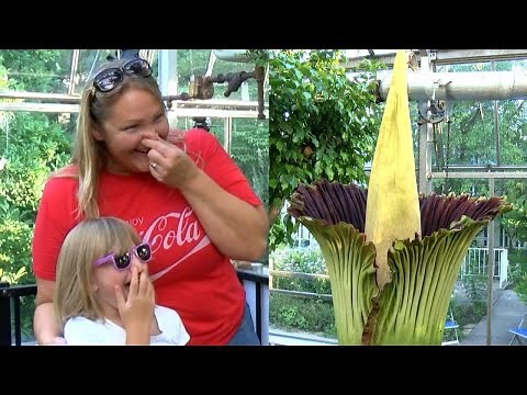 Stinky Corpse Flower Blooms in Illinois: 'It Really Smells Like Rotting Meat'