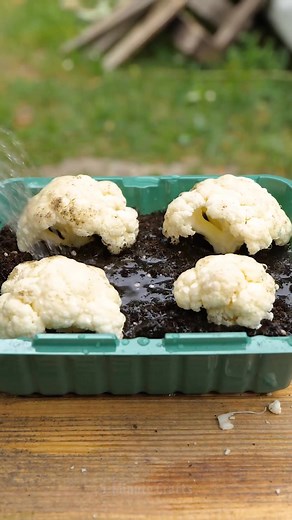 The Ultimate Gardener’s Guide to Pest-Free Plants 👨‍🌾🌸 | 5-Minute MAGIC