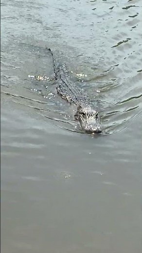 Bayou adventures with Captain Tom. Ultimate Swamp Adventures. ￼