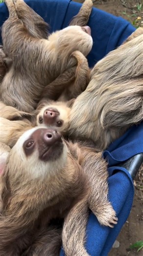 Soo cute they are 😍😍 | Sloth Lovers