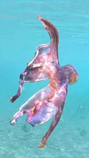 Marine biology on Instagram: "The extremely rare and beautiful blanket octopus 🐙 Did you know, blanket octocpus exhibit sexual dimorphism (which means males and females have very different body sizes) with males being much smaller than the females 🤯 The males can be around the size of a peanut 🥜 while females can reach up to 6 ft in length 🫢 How crazy is that! Recent scientific articles have suggested that the blanket octopus may not be as rare as we think, but the probability of encounterin