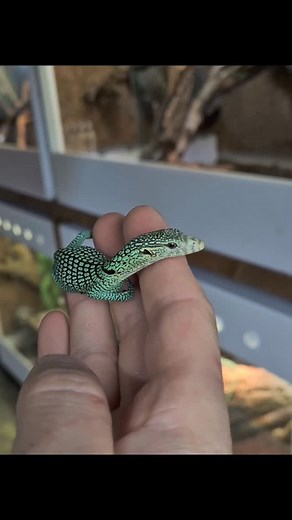 1.9K reactions · 31 shares | RAPTOR PRESENTING TREE MONITOR Varanus prasinus Merauke | RAPTOR | Facebook