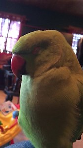 Beak grinding baby 💕 | Peepo