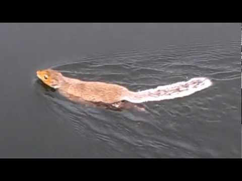 Swimming Squirrel