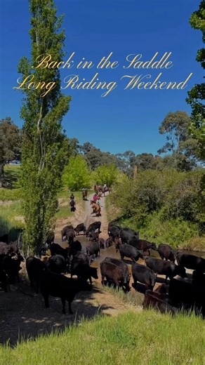 335 reactions · 28 shares |  Cattle to move.  Sheep to muster. ...