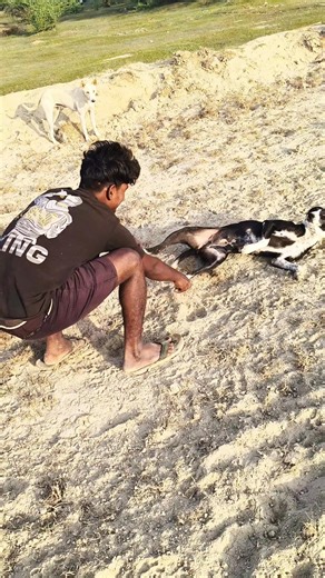 Dog performs amazing flip 🐶🤸🏻 #dogflip #dogtrick #agilitydog #funnydogs #doglover #pets