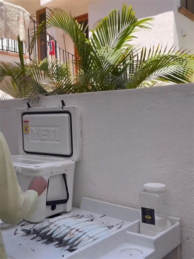 These are some of the biggest ballyhoo I’ve ever caught down here in Cabo San Lucas! They are going to make excellent blue marlin Baits! #ballyhoo #cabo #marlin How Much do you pay for Ballyh | Fishcabo