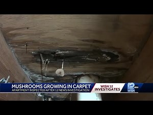 City inspects apartment with mushrooms growing in carpet after 12 News investigation