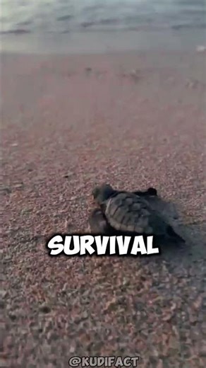 What Happens If You Help a Baby Sea Turtle?#shorts