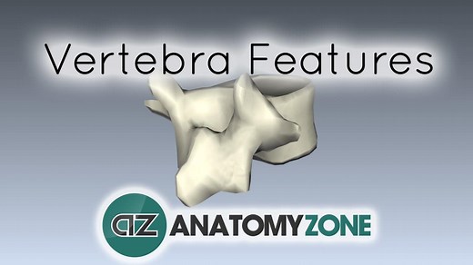 Spine - Features of a Vertebra - 3D Models, Video Tutorials & Notes | AnatomyZone