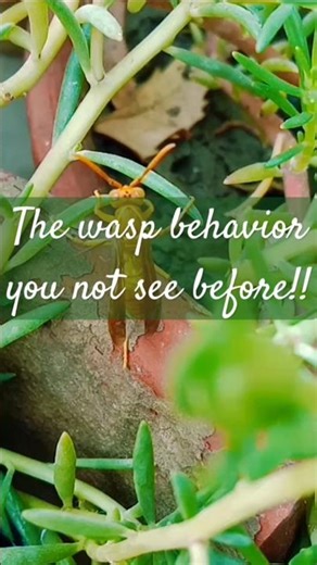 THE WASP BEHAVIOR #wasp #waspbehavior#nature