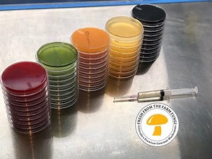 Colors of Mycology - a look into selective and differential media in mushroom cultivation