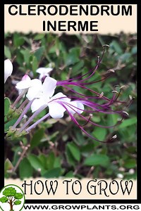 Clerodendrum inerme - How to grow & care