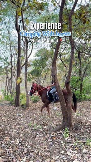 MIM on Instagram: "#mimdiscovers If you’re planning to camp with horses, STOP scrolling, this is your sign! Two unreal days of riding through forest trails, mountain views, sunrise jungle safari, bonfire nights, music, games, and the gentlest four-legged best friends (Zoro & Kyte stole my whole heart 🥹). Peaceful, thrilling, wholesome, and honestly one of the best experiences of my life. Comment “DETAILS” if you want this on your bucket list ✨ #mimdiscovers #fyp #explorepage #mumbai"