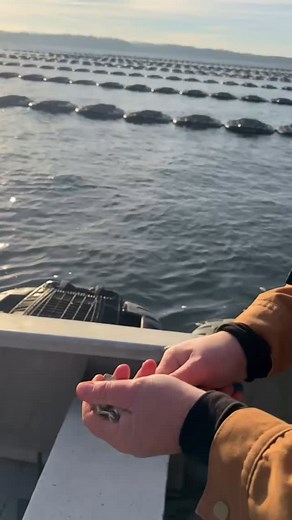 2.3K views · 20 reactions | Quality check on our Beach Glass beauties! 寧 Things we love to see: good growth, smooth hardened shell, good weight to the meat! | Taylor Shellfish Farms | Facebook