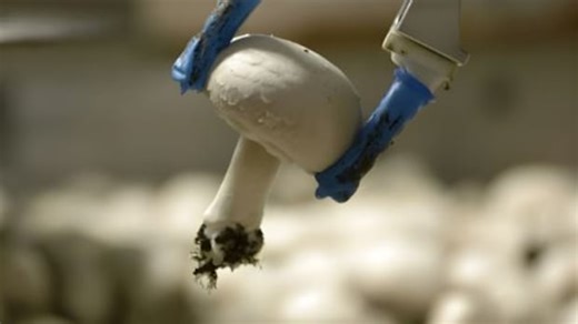 Kitchener company develops robotic mushroom harvesting system