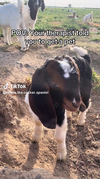 Honestly…I think it’s working 🐐 #babygoats #POV #kids #goatlife #cuteanimals