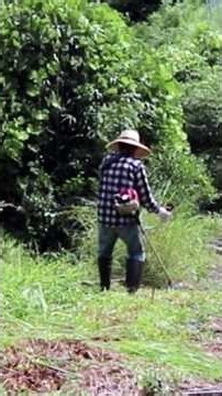 【切り抜き】草刈り機作業のコツ連続リズムで効率アップ！便利屋なんでもやが教える