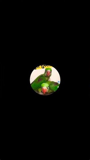 Radhe Radhe|| 🔴 Live Bolta Parrot Real Time Reaction 🦜|| Live Parrot Cam 🦜 | Non Stop Talk & Fun