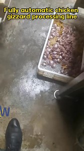 Compared to traditional processing methods, the fully automated chicken gizzard processing line offers significant advantages. It operates at high speed and continuously, with automated equipment capable of running uninterrupted for 8 hours. Processing speeds far exceed those of manual labor (e.g., desquamation, washing, and cutting), increasing production capacity several times over. Standardized production rhythms, through the collaborative operation of conveyor belts and sensors, reduce waiti