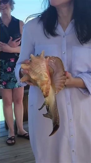 Gigantic conch caught off the coast of Bahamas #conch
