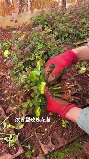 Large Fragrant Rose Seedlings 🌹 | Suitable for All Climates (North & South)#TrendingNow #ViralVideo