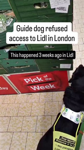 🚨WATCH: A foreign man working as security at a supermarket tries to throw a blind man out of the store because he has a guide dog 🇬🇧 Even after he was told that the man with the dog was blind and that guide dogs are allowed in the store, he STILL told the man to leave because “he hasn’t seen him before” If an African can’t speak and understands basic English, then they shouldn’t be in England, Nevermind living here and working. DEPORT 🚫