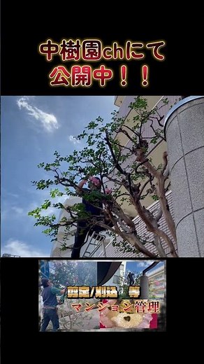サルスベリの剪定＃剪定＃植木屋＃マンション＃サルスベリ