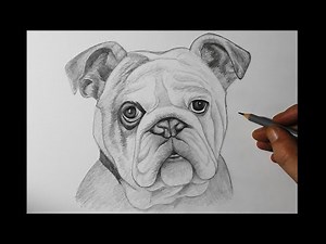 How to Draw a Dog Step by Step | English Bulldog | For Beginners