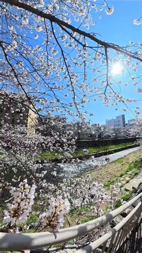 松本市 女鳥羽川の桜並木🌸春を感じる癒しの景色#松本市 #桜 #春の景色 #長野県 #女鳥羽川 #桜並木 #日本の風景 #shorts