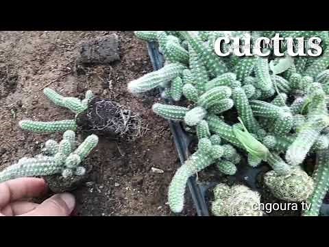 comment bouturer un cactus