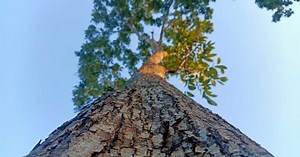 Plus d'un tiers des espèces d'arbres de la planète menacé d'extinction, l'humanité premier responsable