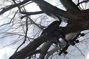 A Day In Collegeville Community Park