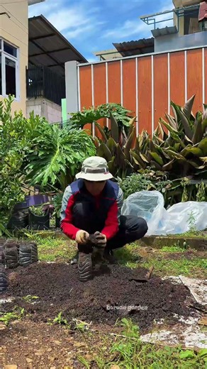 planting packcoy mustard greens in used plastic bottles #gardening #gardeningideas #gardeningtips